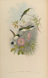 Heliothryx barroti alkotó: John Gould